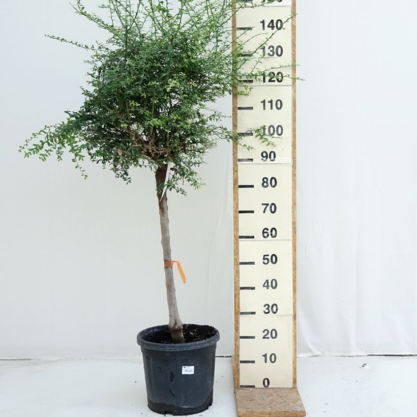 Exemplar von Fingerlimette - Microcitrus australasica Topf mit 18L/20L, Halbstamm wie im Sommer geliefert