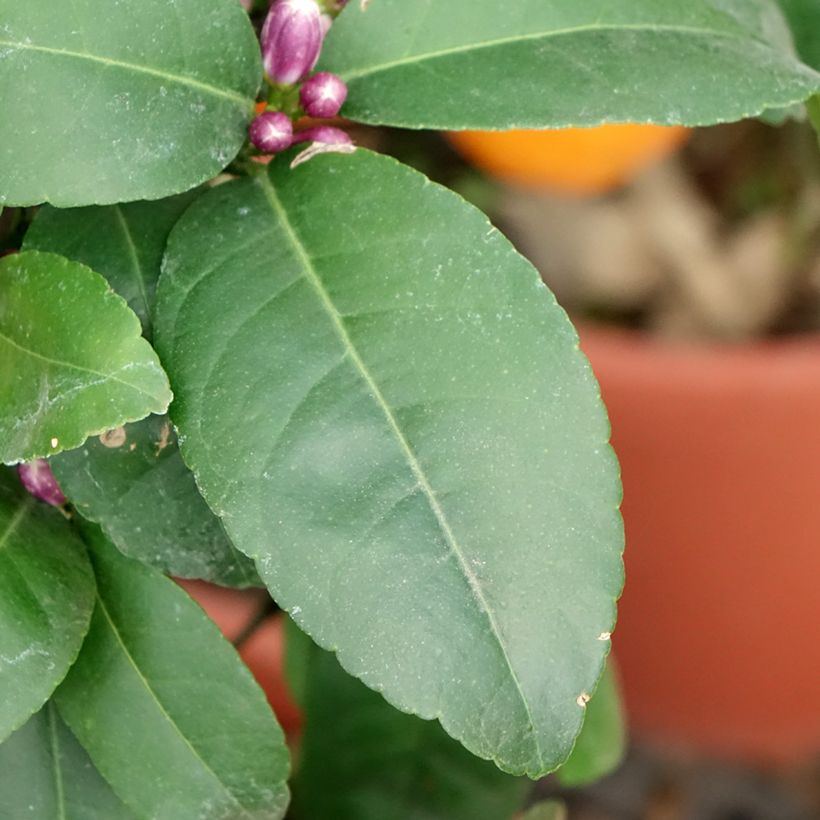 Echte Limette Red Lime - Citrus x aurantiifolia (Laub)