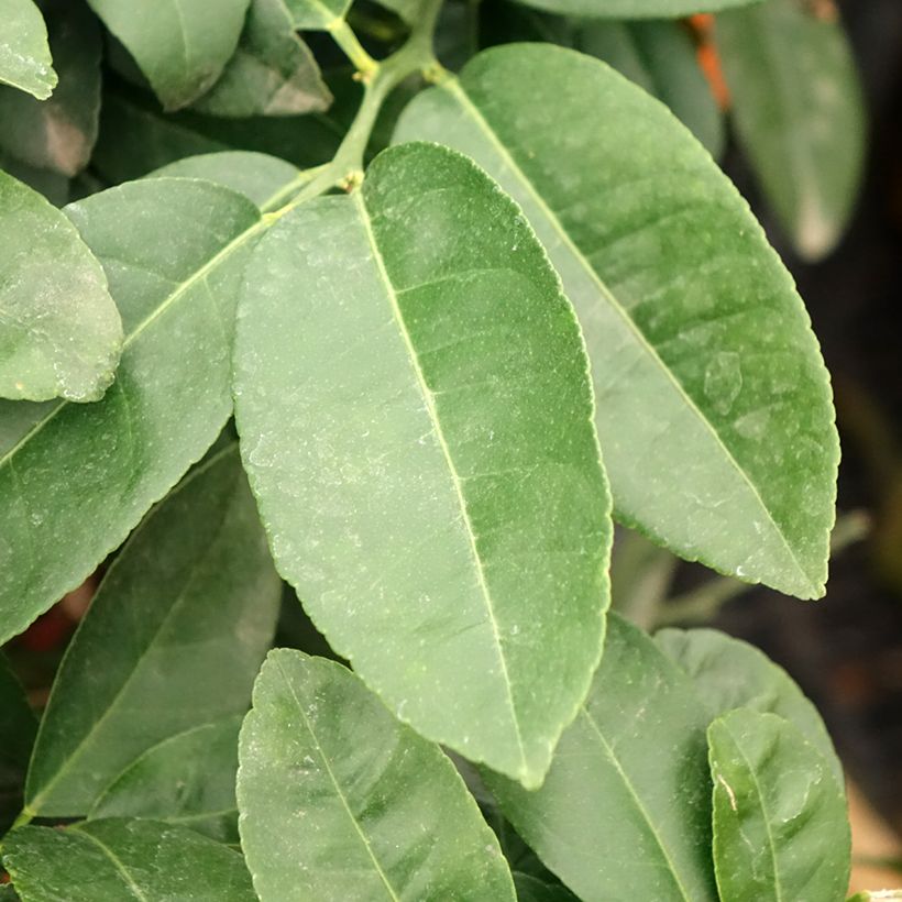 Echte Limette Red Lime - Citrus x aurantiifolia (Laub)