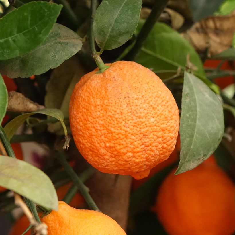 Echte Limette Red Lime - Citrus x aurantiifolia (Ernte)