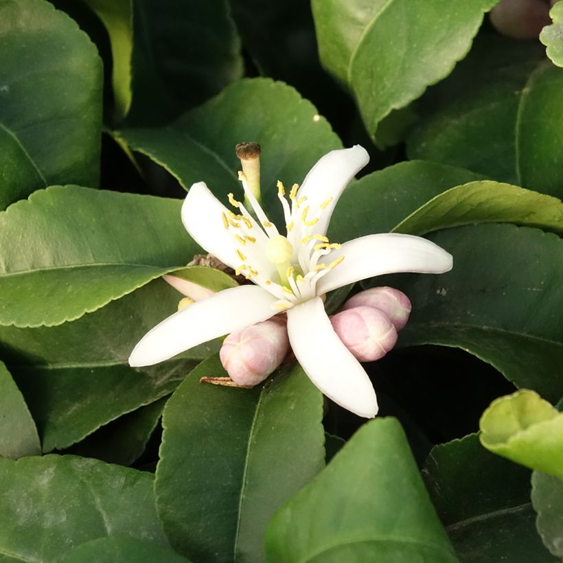 Zitrone Lemox - Citrus limon (Blüte)