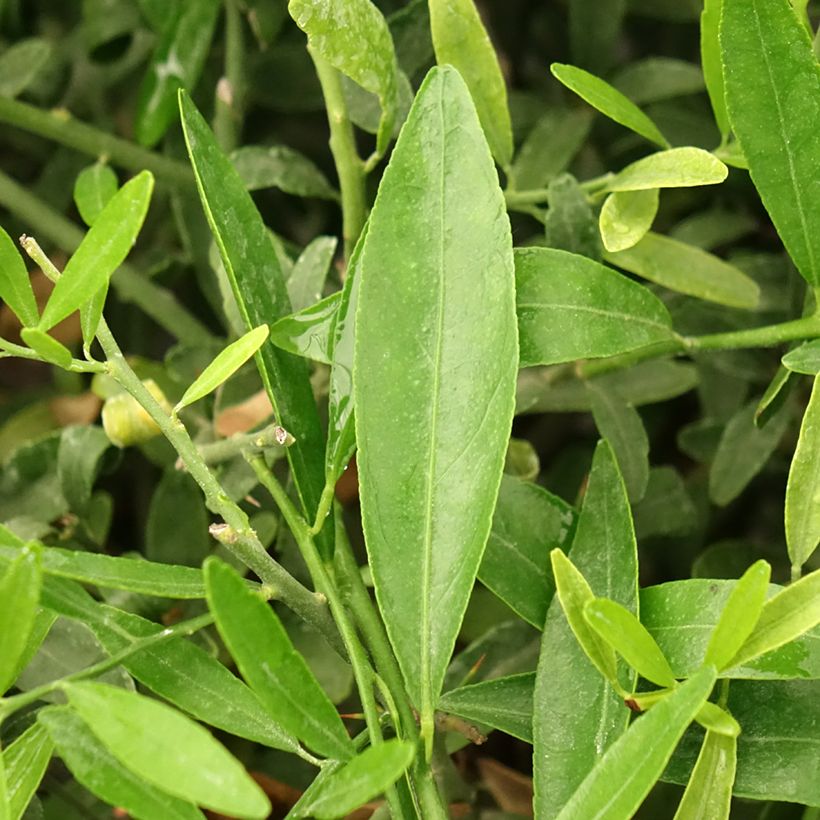 Citrus glauca - Australische Wüstenlimette (Laub)
