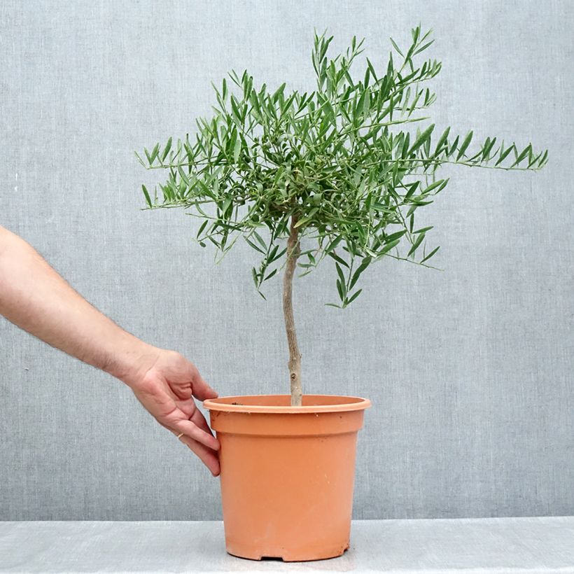 Exemplar von Citrus glauca - Australische Wüstenlimette Topf mit 6L/7L wie im Sommer geliefert