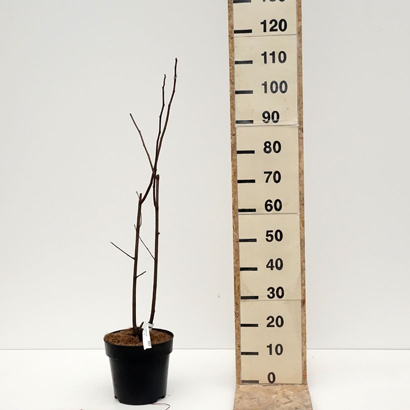 Exemplar von Cladrastis kentukea - Gelbholz Topf mit 6L/7L wie im Winter geliefert