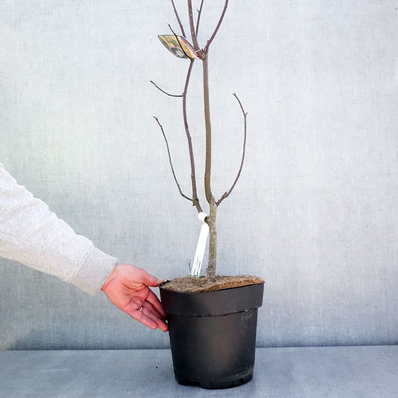 Exemplar von Cladrastis kentukea - Gelbholz Topf mit 6L/7LGelieferte Höhe ca. 50/60cm wie im Frühjahr geliefert