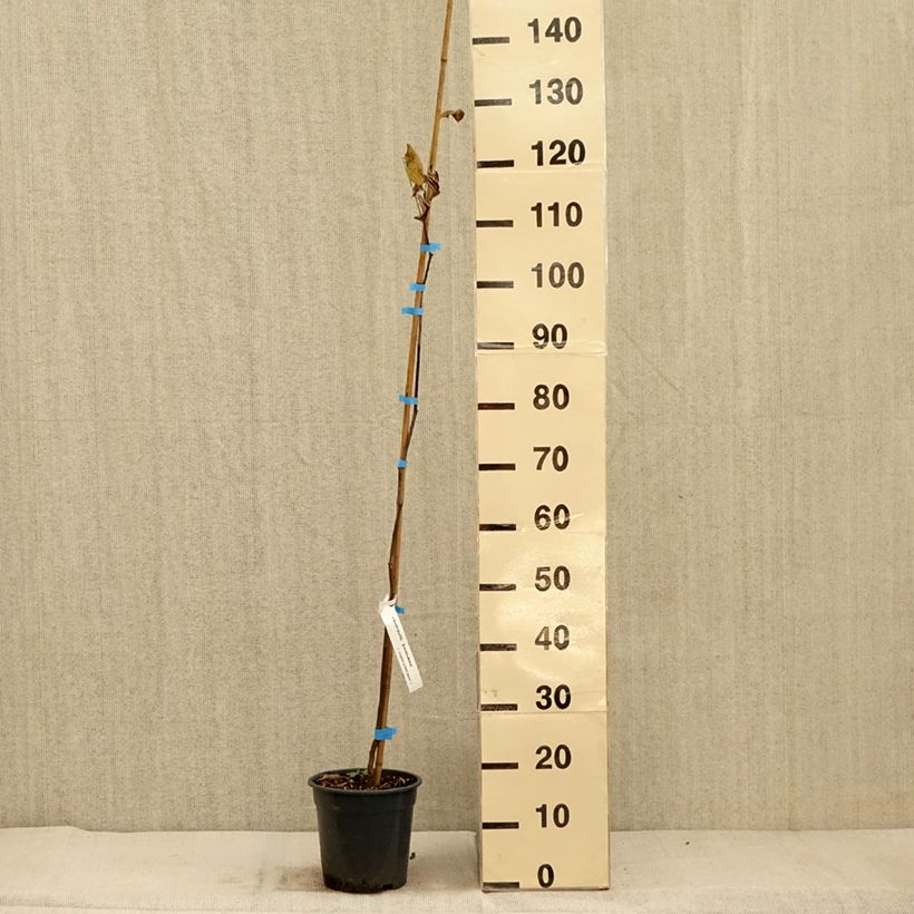 Exemplar von Cladrastis kentukea - Gelbholz Topf mit 3L/4L wie im Herbst geliefert