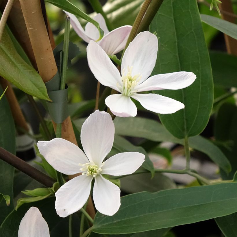 Clematis armandii Apple Blossom - Immergrüne Waldrebe (Blüte)