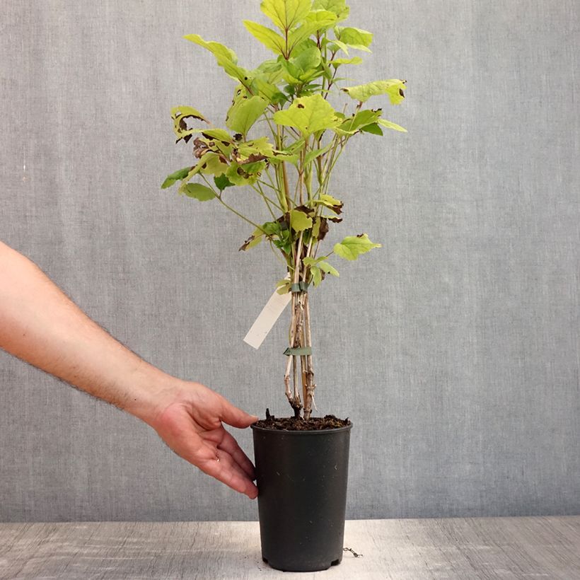 Exemplar von Clematis heracleifolia Côte d'Azur - Stauden-Waldrebe Topf mit 2L/3L wie im Sommer geliefert