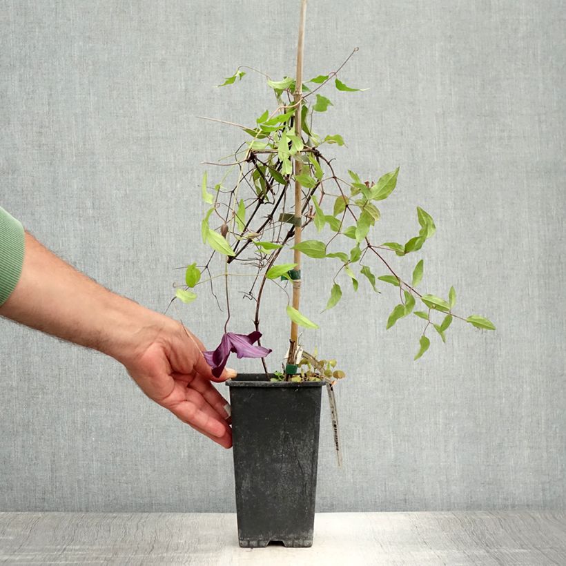 Exemplar von Waldrebe Black Tea - Clematis Topf mit 1,5L/2L wie im Sommer geliefert