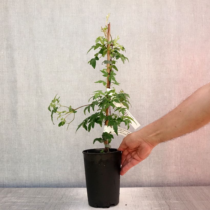 Exemplar von Waldrebe Francis Rivis - Clematis Topf mit 2L/3L wie im Sommer geliefert
