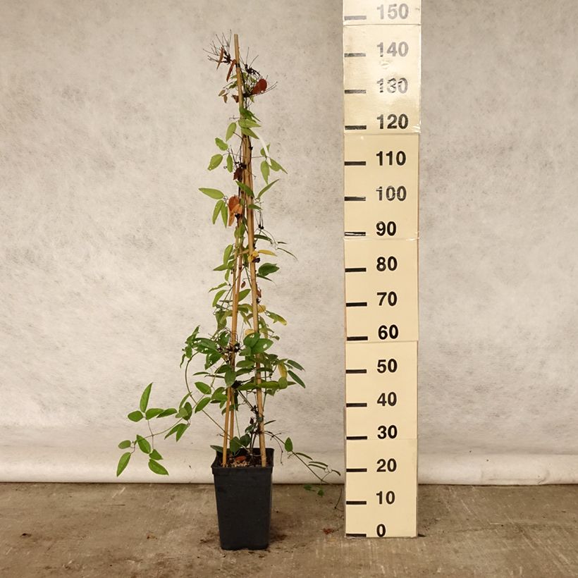 Exemplar von Clematis armandii - Immergrüne Waldrebe Topf mit 4L/5L wie im Sommer geliefert