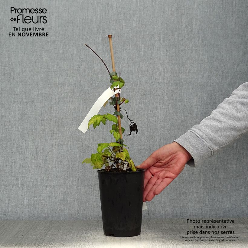 Exemplar von Waldrebe Brunette - Clematis Topf mit 2L/3L wie im Herbst geliefert