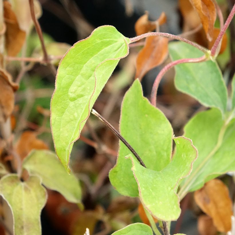 Waldrebe Carnaby - Clematis (Laub)