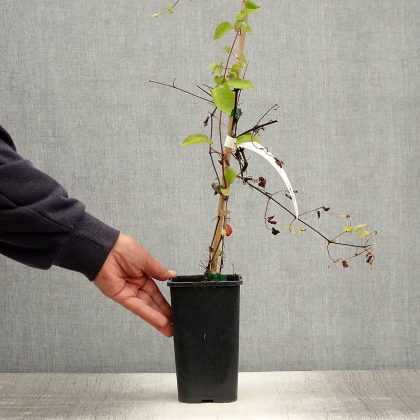 Exemplar von Waldrebe Cezanne - Clematis Topf mit 1,5L/2L wie im Sommer geliefert