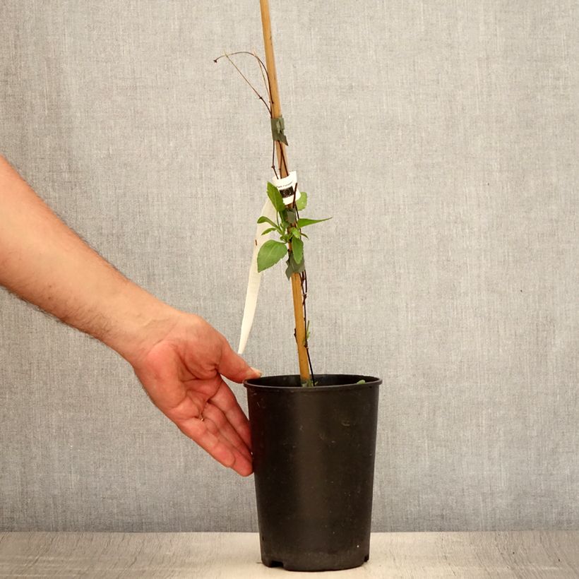 Exemplar von Clematis cirrhosa Lansdowne Gem - Waldrebe Topf mit 2L/3L wie im Sommer geliefert