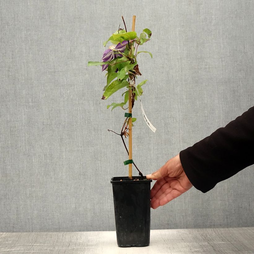 Exemplar von Waldrebe Couronne Royale - Clematis Topf mit 1,5L/2L wie im Sommer geliefert