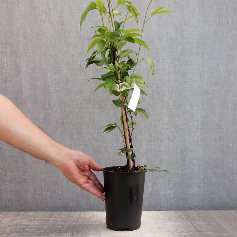 Exemplar von Waldrebe East River - Clematis  Topf mit 2L/3L wie im Sommer geliefert