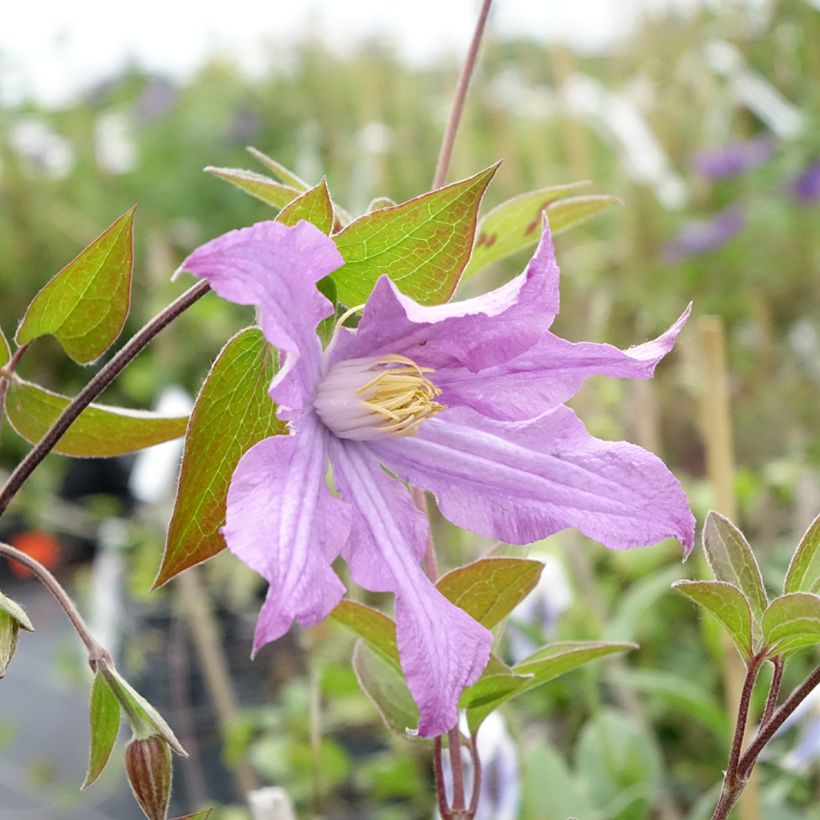 Waldrebe East River - Clematis (Blüte)
