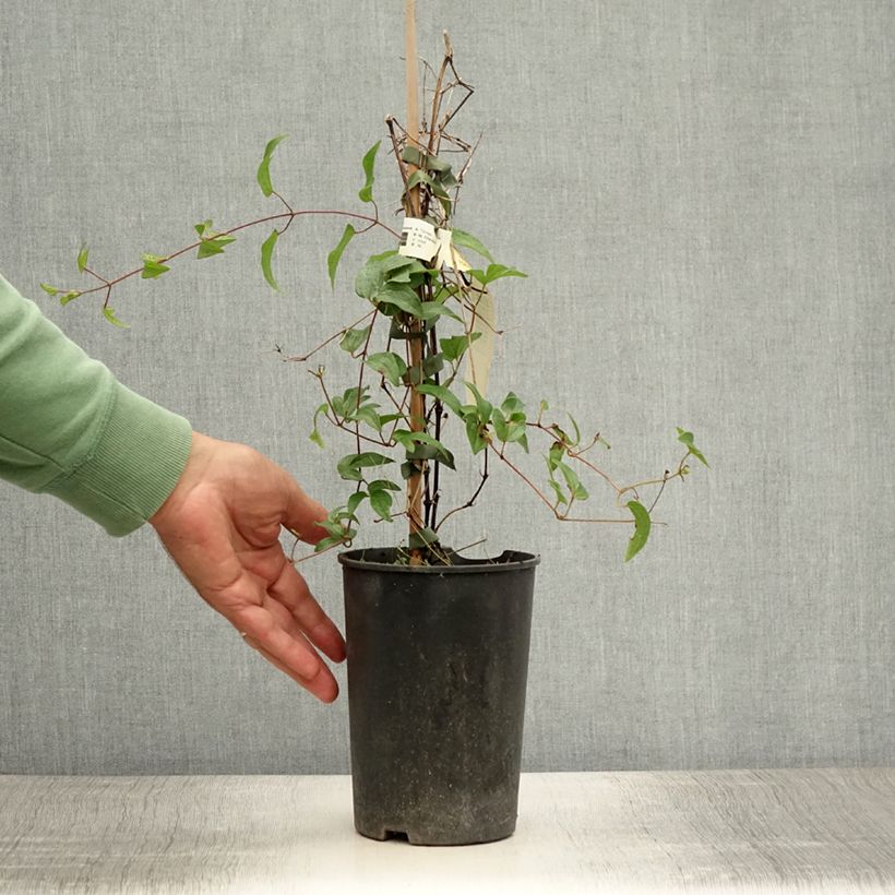 Exemplar von Waldrebe White Arabella - Clematis Topf mit 2L/3L wie im Sommer geliefert