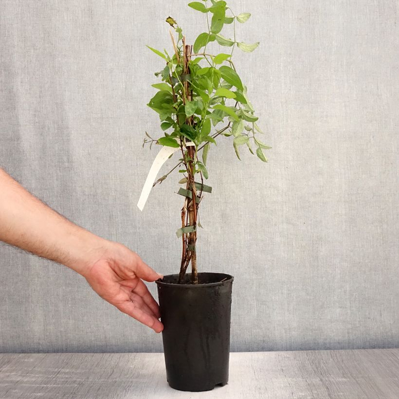 Exemplar von Waldrebe Eriostemon - Clematis Topf mit 2L/3L wie im Sommer geliefert