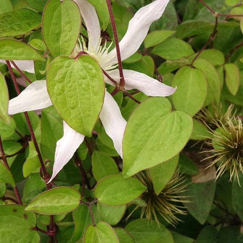 Waldrebe Etoile Nacrée - Clematis (Laub)