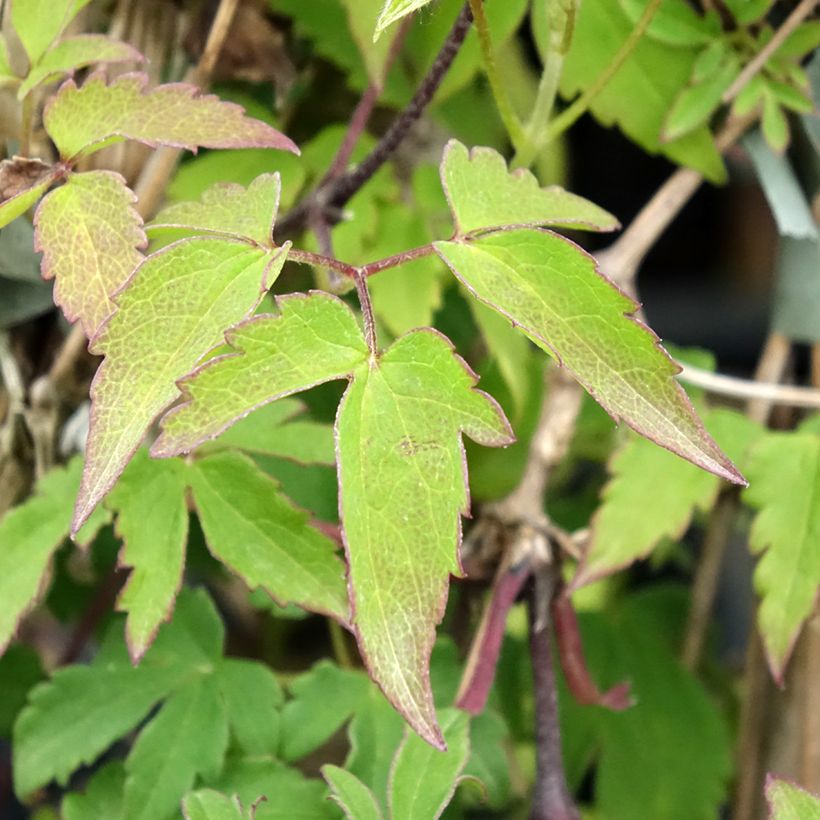 Waldrebe Eximia - Clematis (Laub)