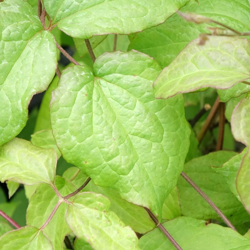 Waldrebe Gipsy Queen - Clematis (Laub)