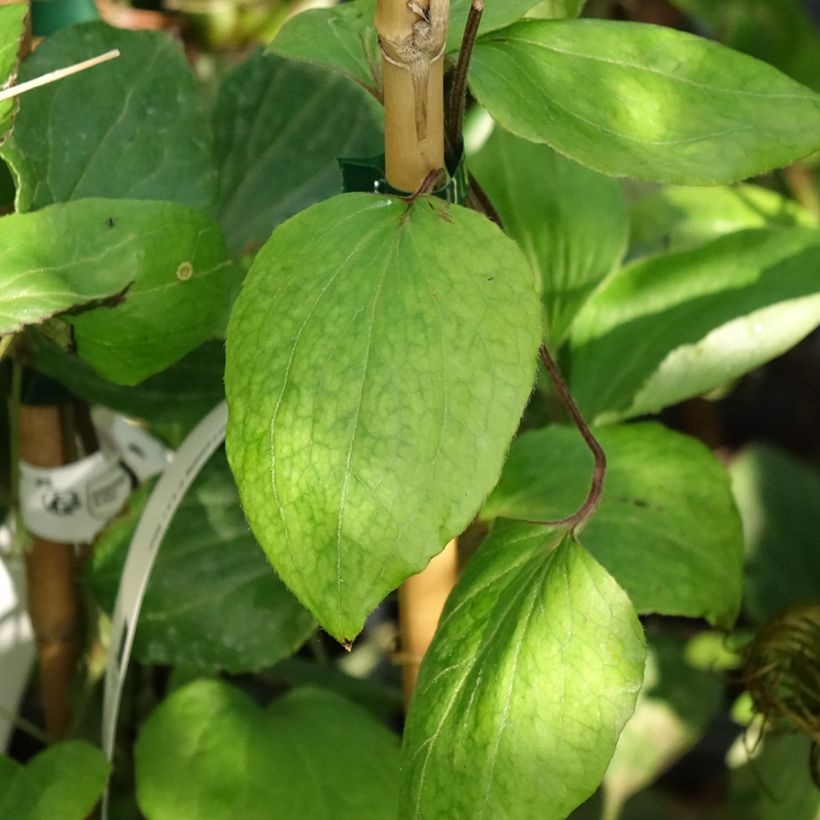 Waldrebe H. F. Young - Clematis (Laub)