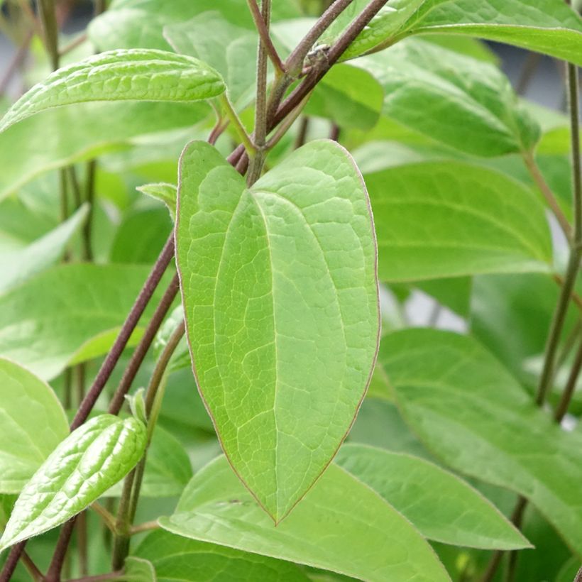 Clematis integrifolia Durandii - Stauden-Waldrebe (Laub)