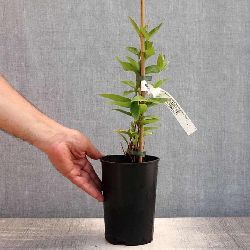 Exemplar von Clematis integrifolia Hakuree - Stauden-Waldrebe Topf mit 2L/3L wie im Sommer geliefert