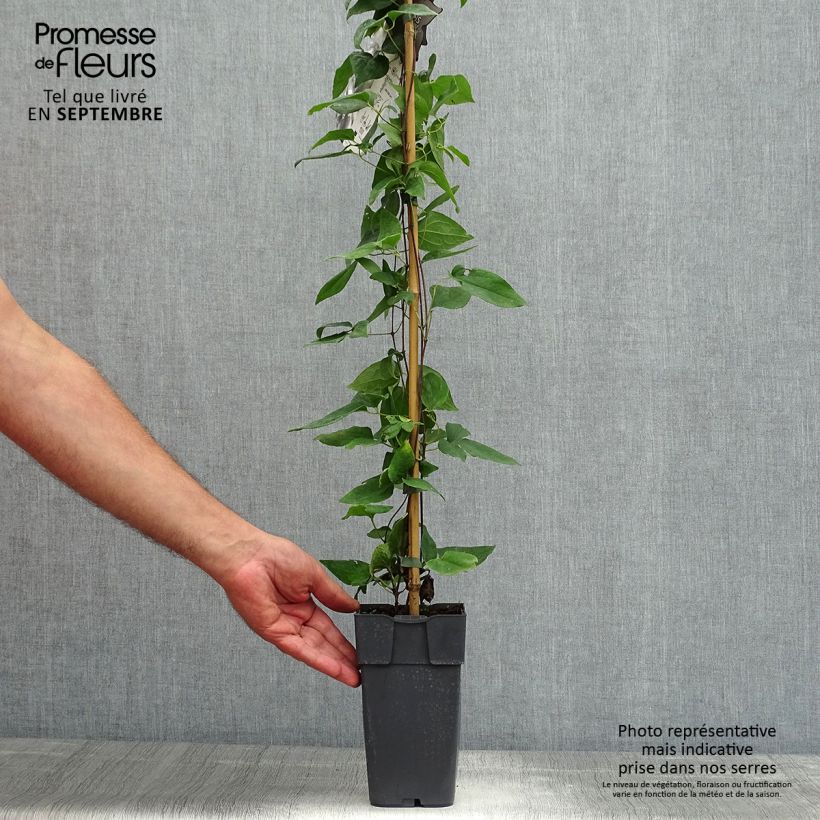 Exemplar von Clematis jackmanii Alba - Waldrebe Topf mit 2L/3L wie im Sommer geliefert