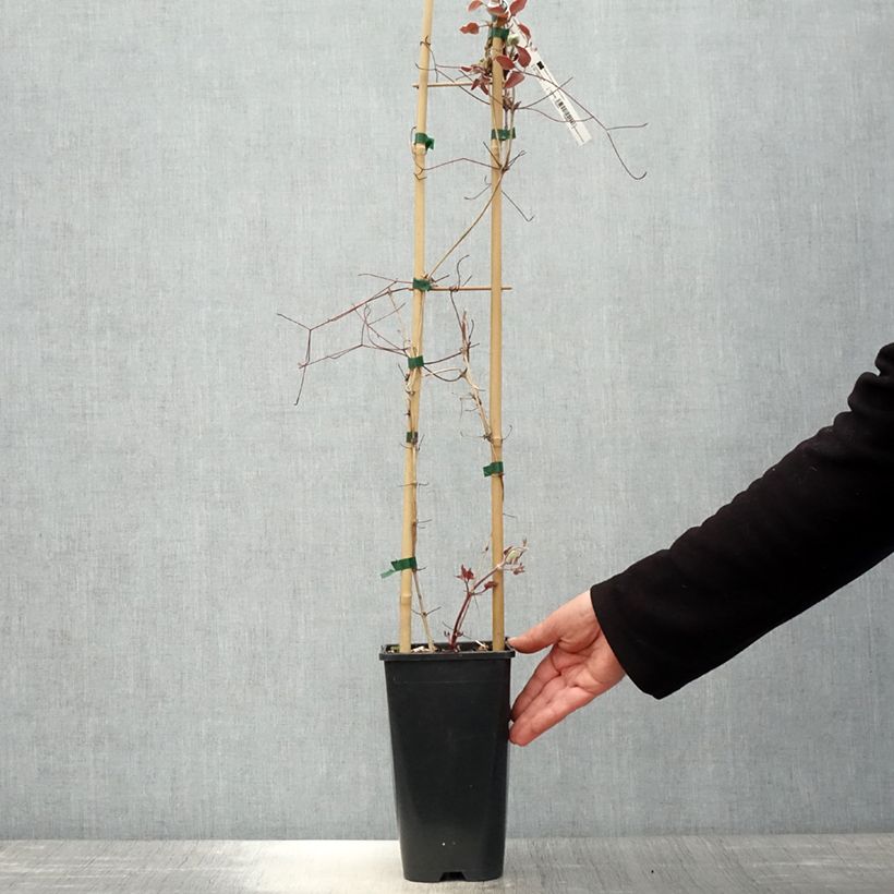 Exemplar von Waldrebe Jan Pawel II - Clematis Topf mit 2L/3LGelieferte Höhe ca. 60/70cm wie im Frühjahr geliefert