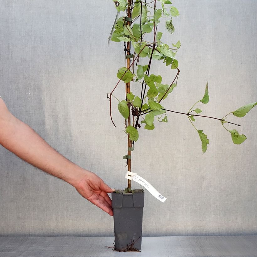 Exemplar von Waldrebe Juuli - Clematis Topf mit 2L/3L wie im Sommer geliefert