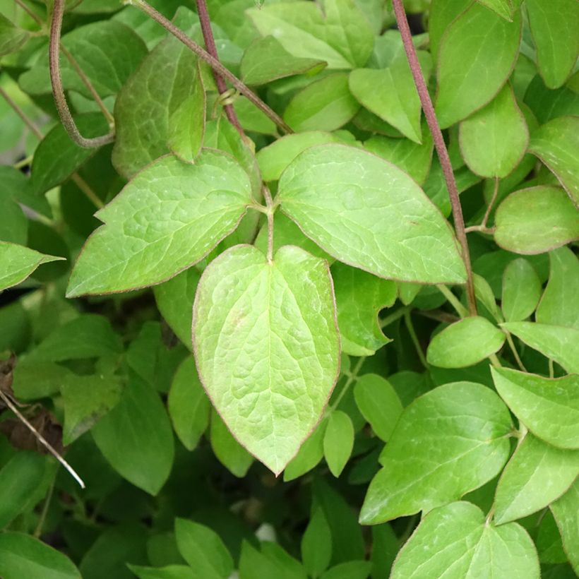 Waldrebe Kiri Te Kanawa - Clematis (Laub)