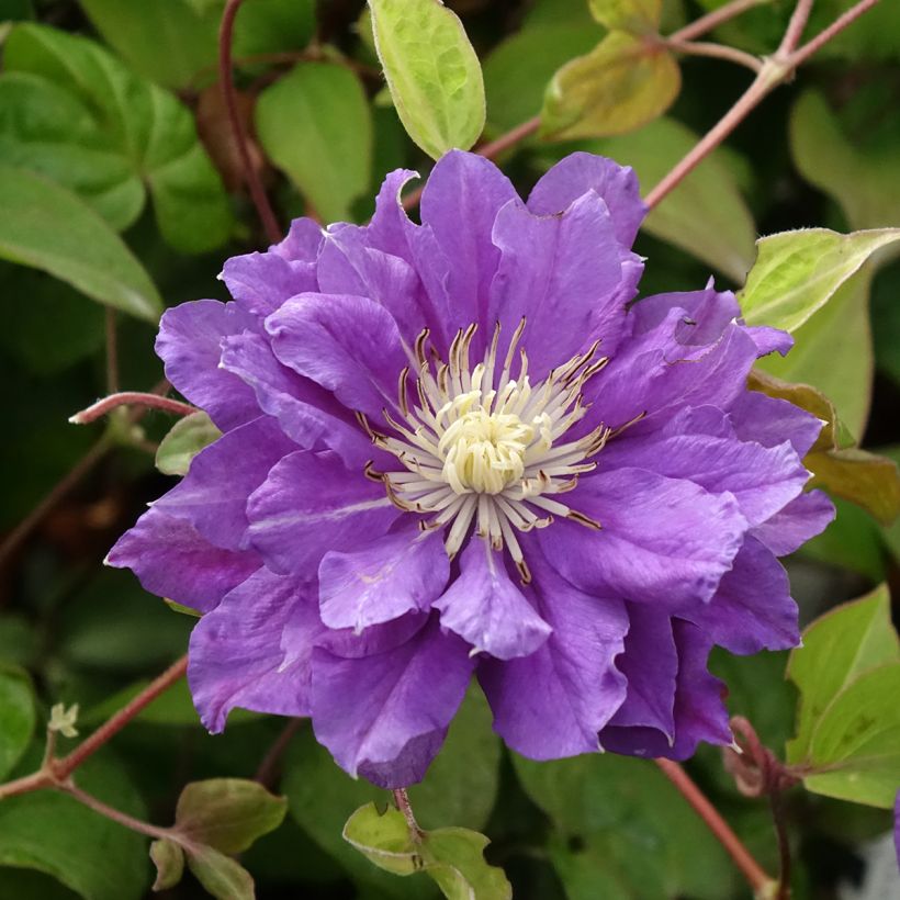 Waldrebe Kiri Te Kanawa - Clematis (Blüte)
