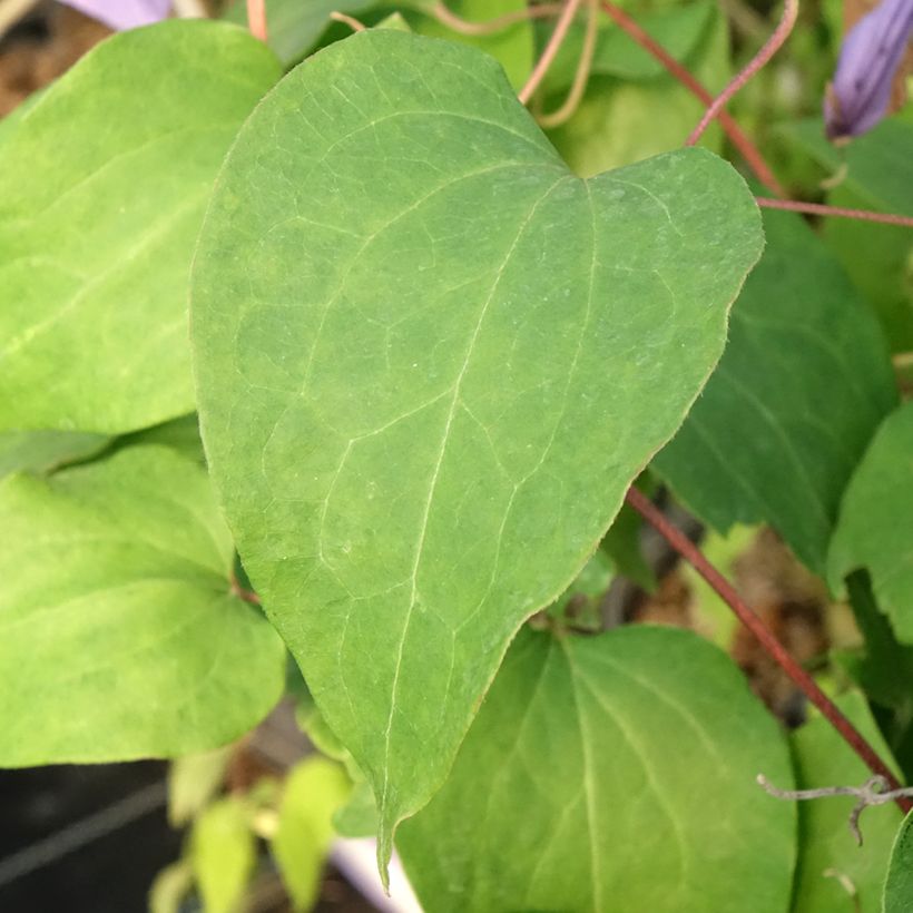 Waldrebe Lawsoniana - Clematis (Laub)