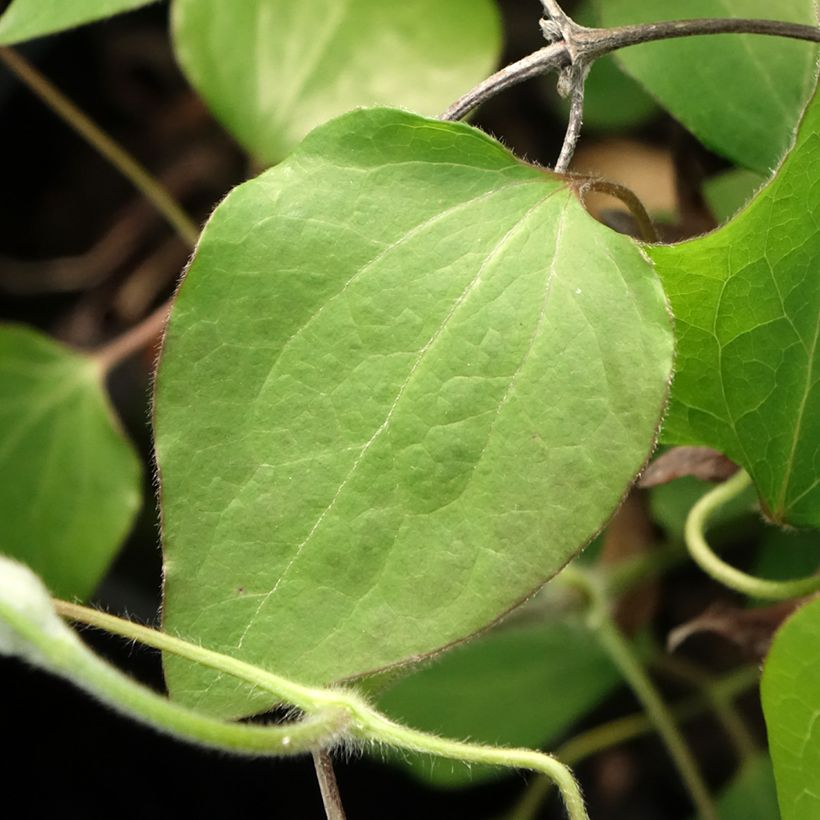 Waldrebe Lawsoniana - Clematis (Laub)