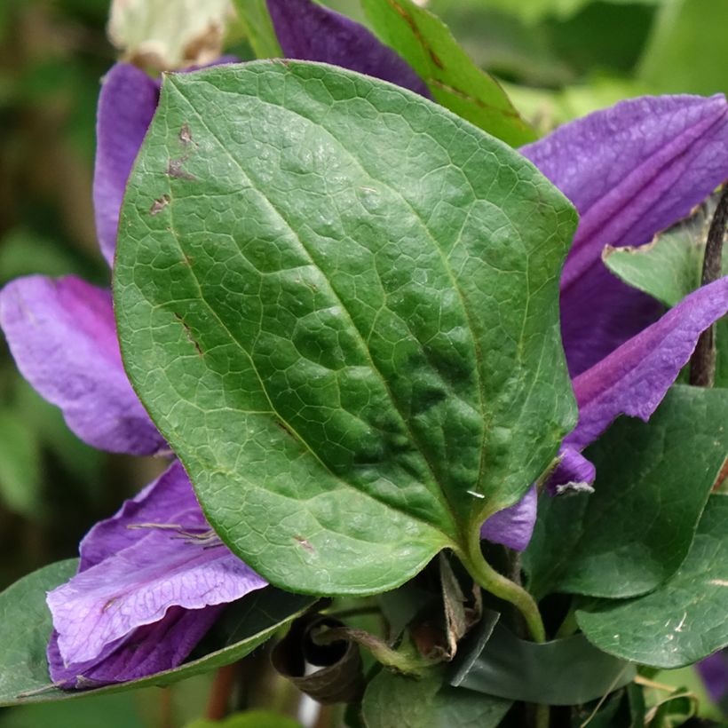 Waldrebe Mon Amour - Clematis (Laub)