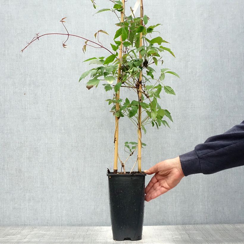 Exemplar von Clematis montana Giant Star - Berg-Waldrebe Topf mit 3L/4L wie im Frühjahr geliefert