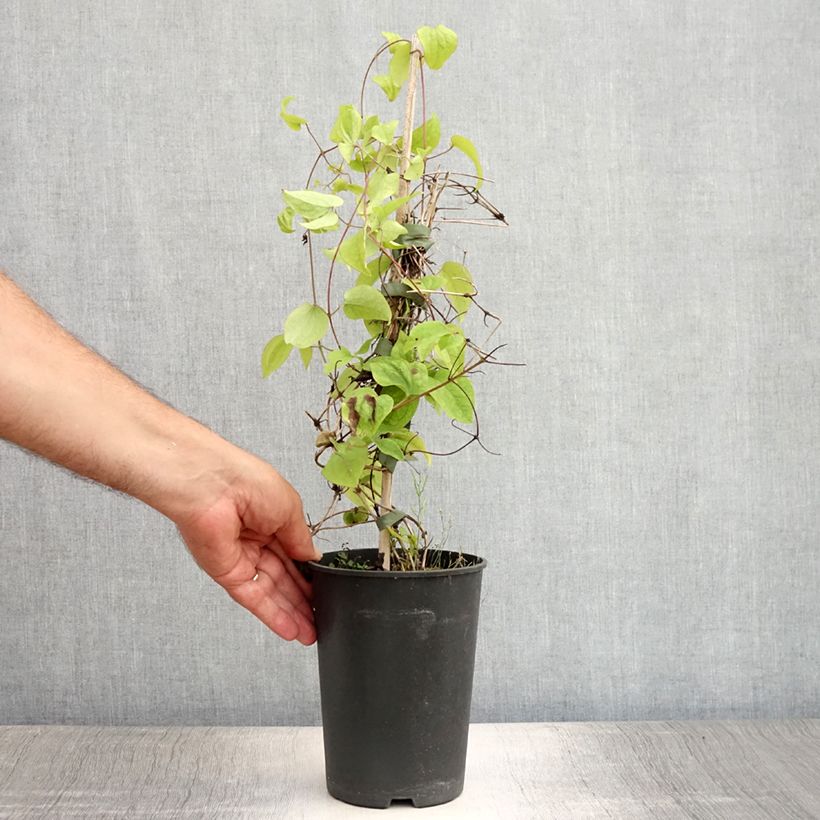 Exemplar von Clematis montana Wilsonii - Berg-Waldrebe Topf mit 2L/3L wie im Sommer geliefert