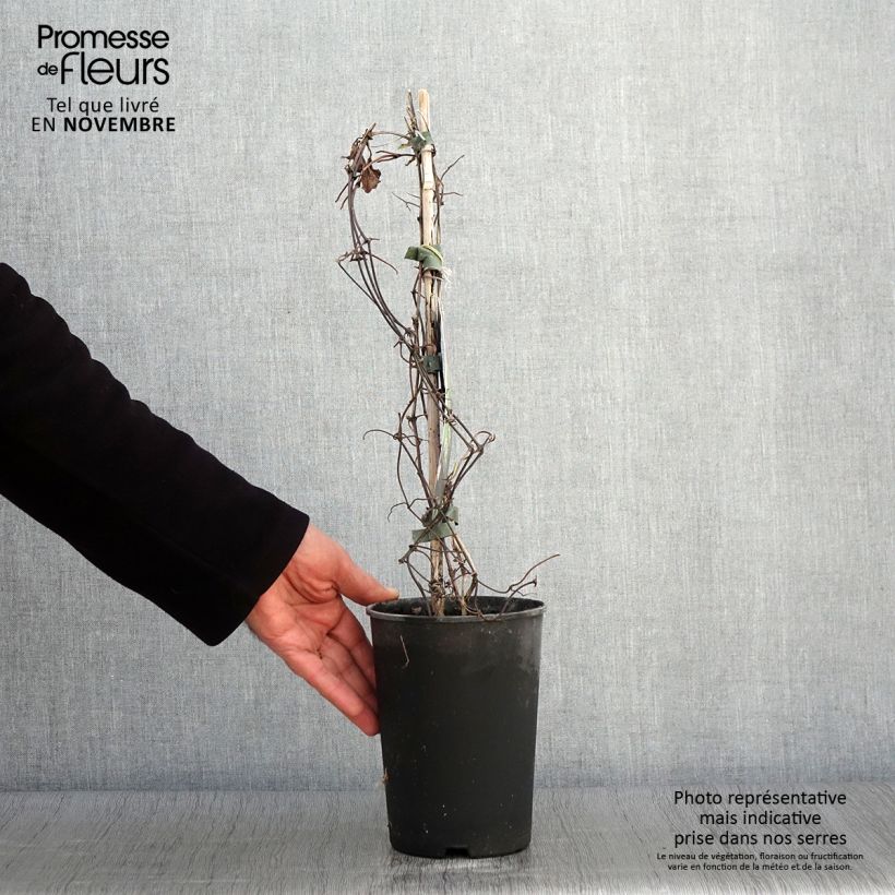 Exemplar von Waldrebe Mrs Cholmondeley - Clematis Topf mit 1,5L/2L wie im Herbst geliefert