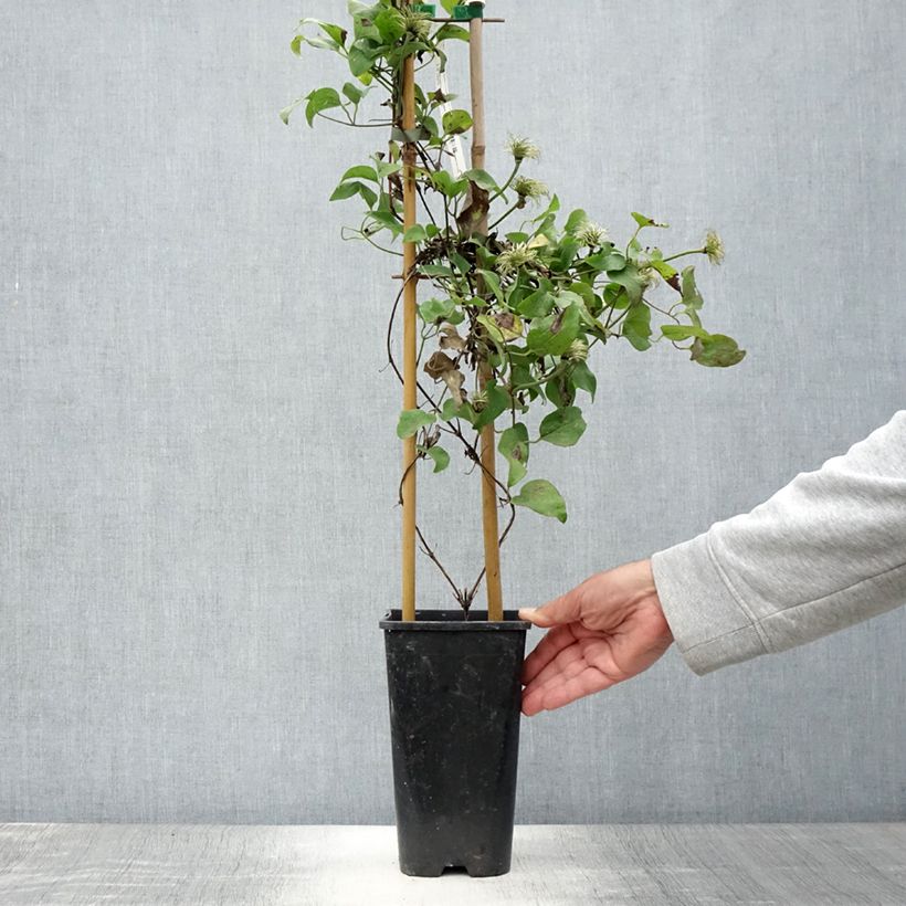 Exemplar von Waldrebe Mrs N. Thompson - Clematis Topf mit 3L/4L wie im Sommer geliefert
