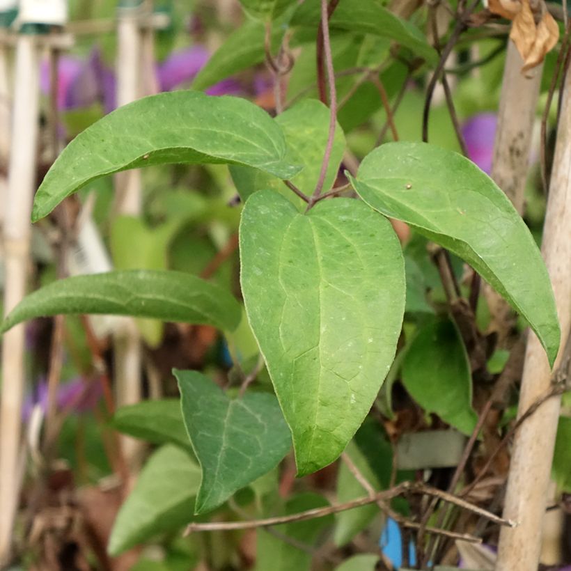 Waldrebe Mrs N. Thompson - Clematis (Laub)