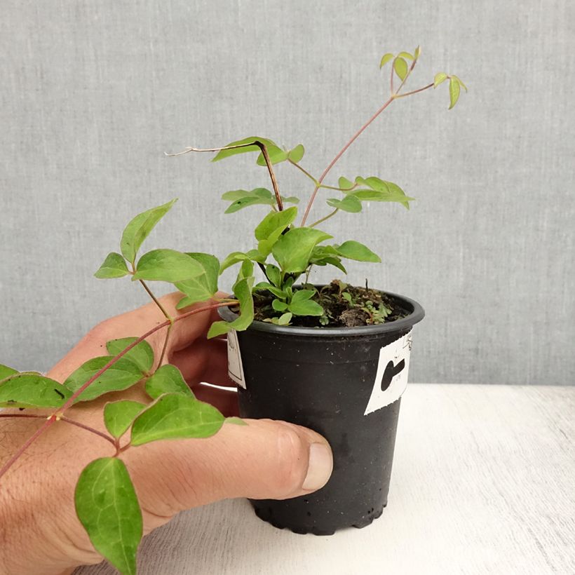 Exemplar von Clematis lanuginosa Nelly Moser - Waldrebe Kleine Töpfe von 8/9 cm wie im Sommer geliefert