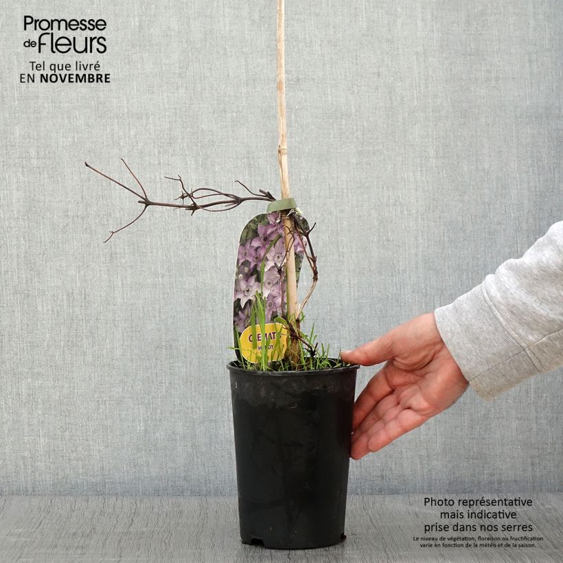Exemplar von Waldrebe Mandy - Clematis Topf mit 2L/3L wie im Herbst geliefert