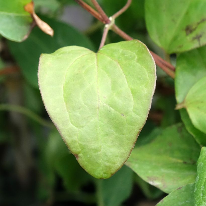 Waldrebe Mandy - Clematis (Laub)