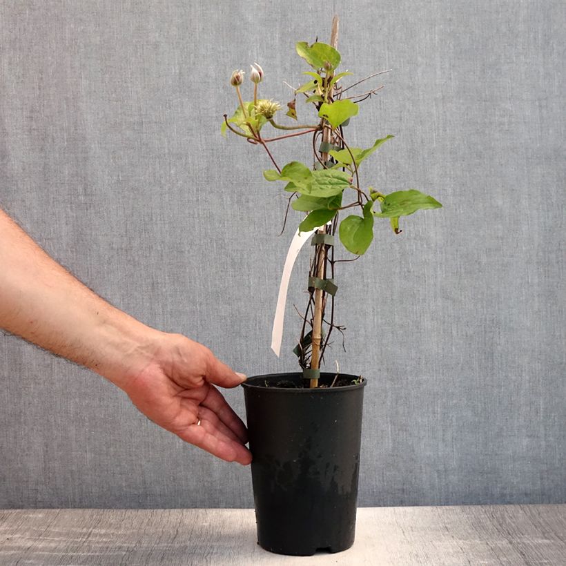Exemplar von Waldrebe Spotlight - Clematis Topf mit 2L/3L wie im Sommer geliefert