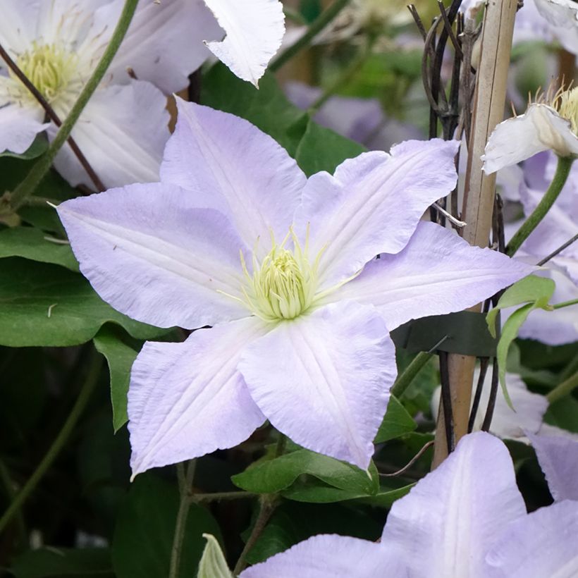 Waldrebe Spotlight - Clematis (Blüte)