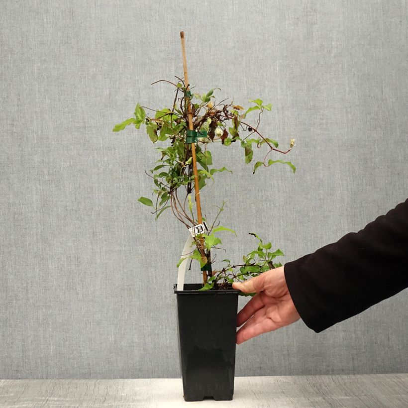 Exemplar von Waldrebe Picardy - Clematis Topf mit 1,5L/2L wie im Sommer geliefert