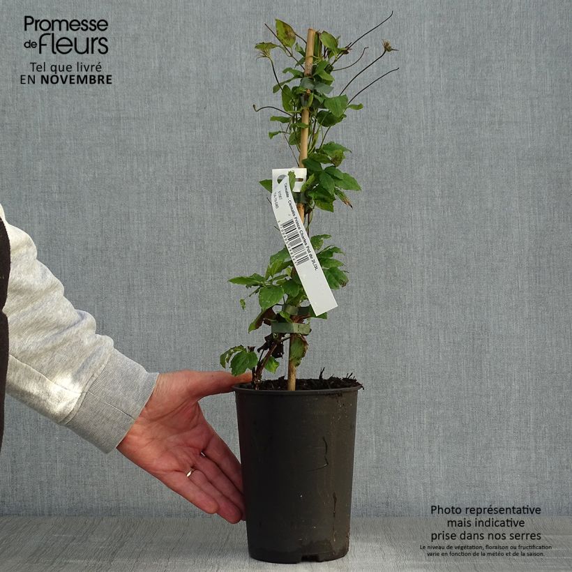 Exemplar von Waldrebe Prince Charles - Clematis Topf mit 2L/3L wie im Herbst geliefert
